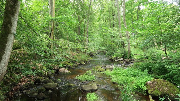Naturreservat