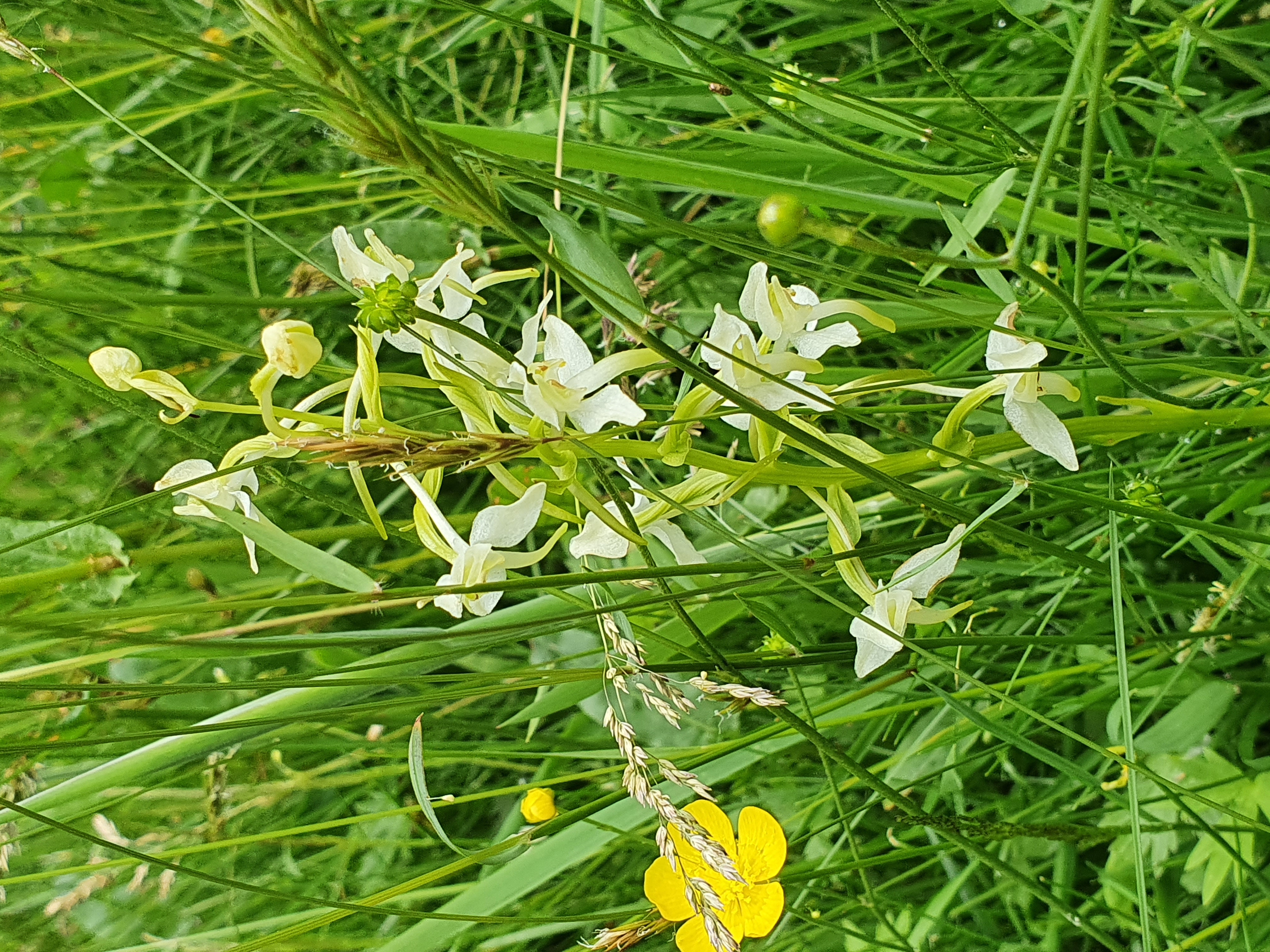 Närbild vit blomma.