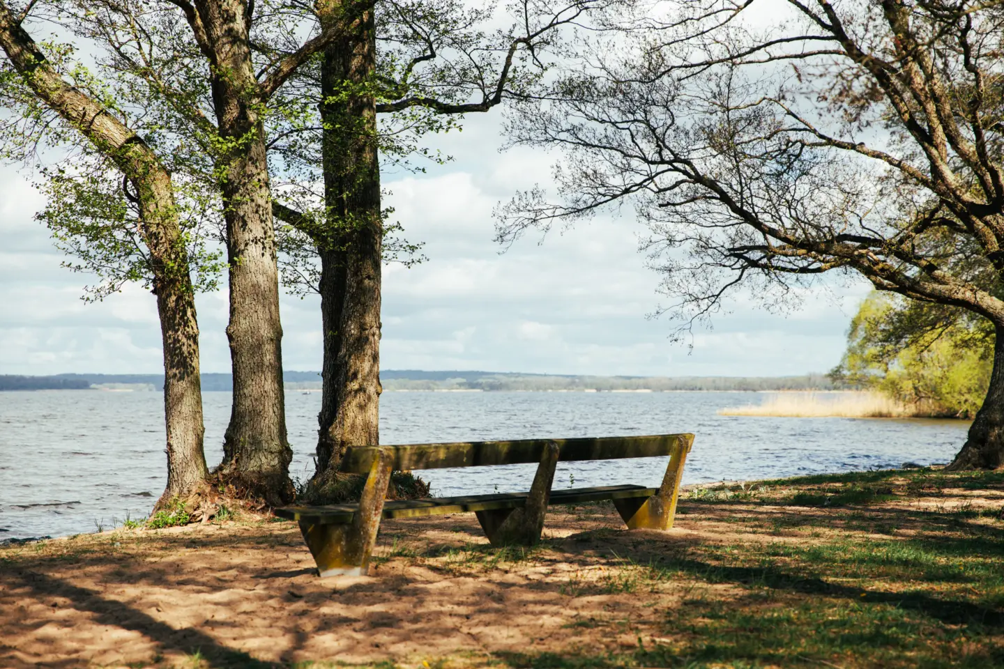 Bänk på en strand med lite träd, riktad ut mot vattnet