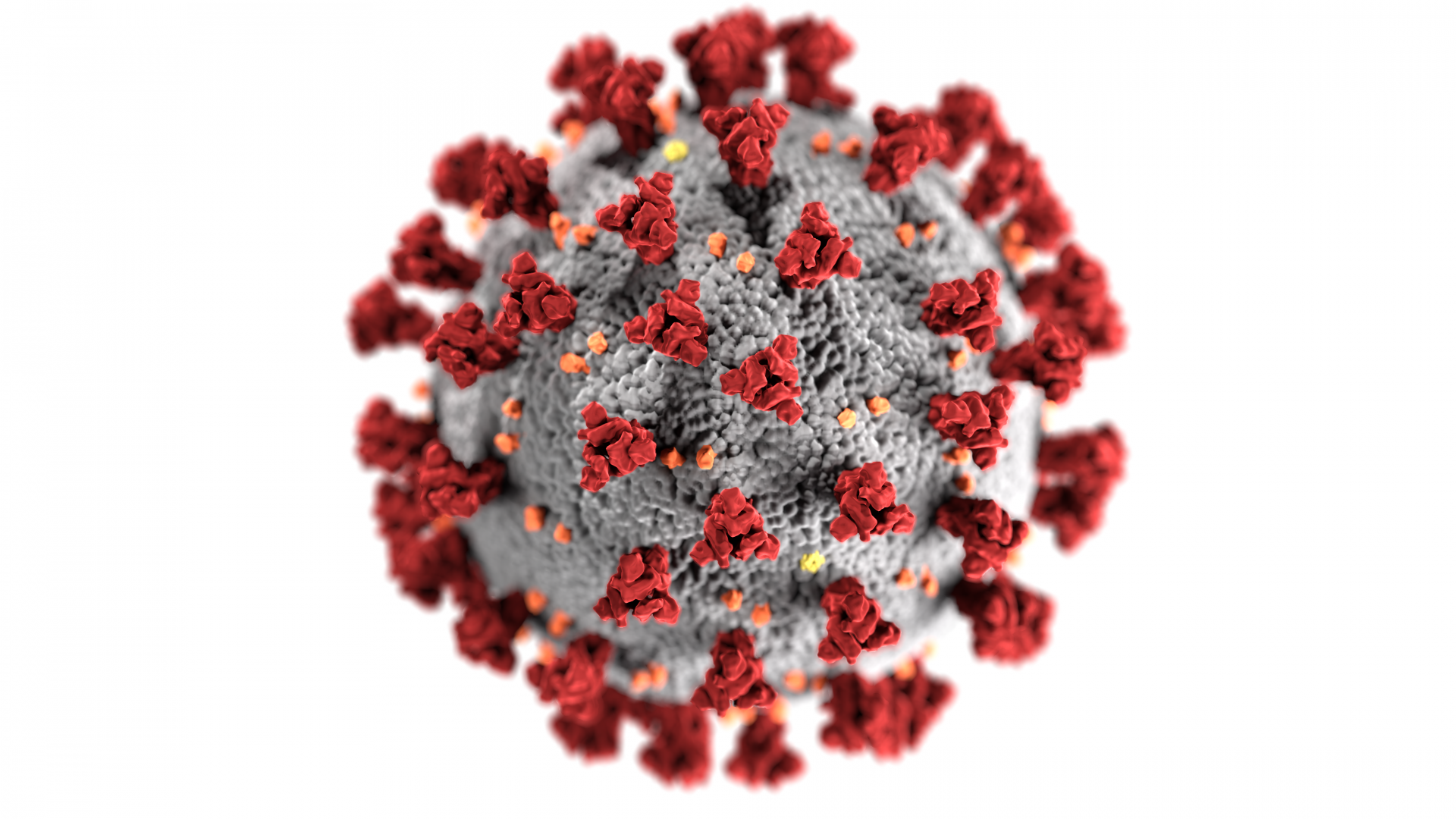 Corona-virus i närbild.