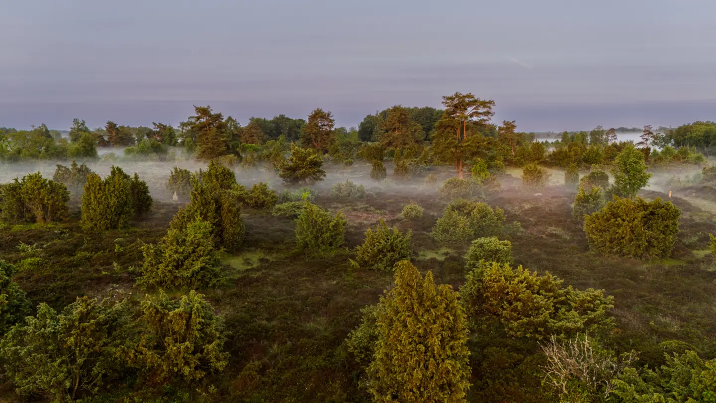 Mossig hed tidigt på morgonen