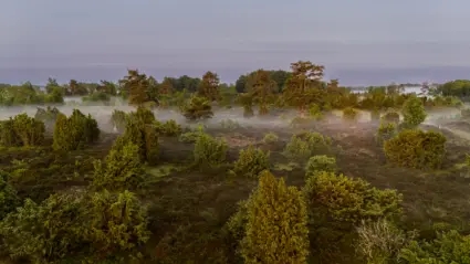 Mossig hed tidigt på morgonen