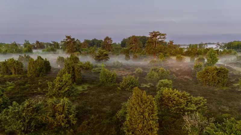 Mossig hed tidigt på morgonen