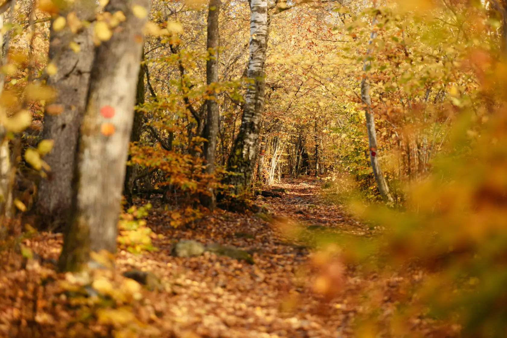 höstskog i ljusa färger