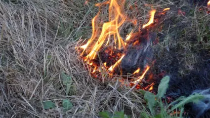 eld i torrt gräs