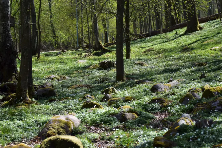 Grönskande mark och vitsippor i skog.