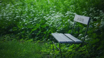 Bänk i ett grönskande naturområde