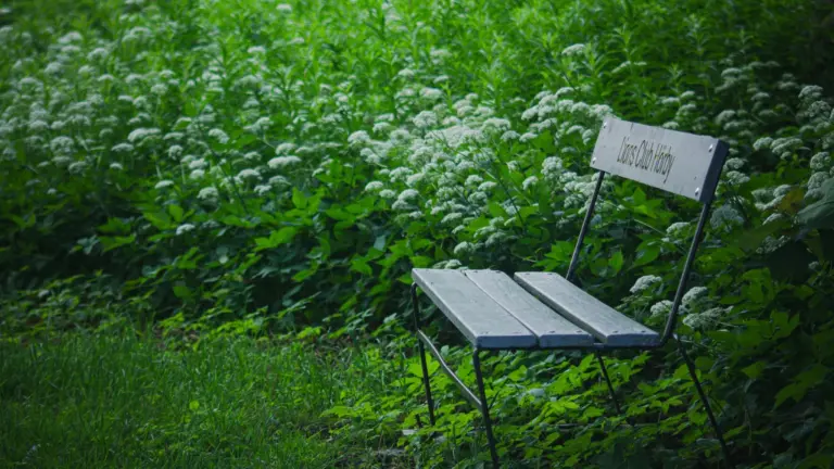 Bänk i ett grönskande naturområde