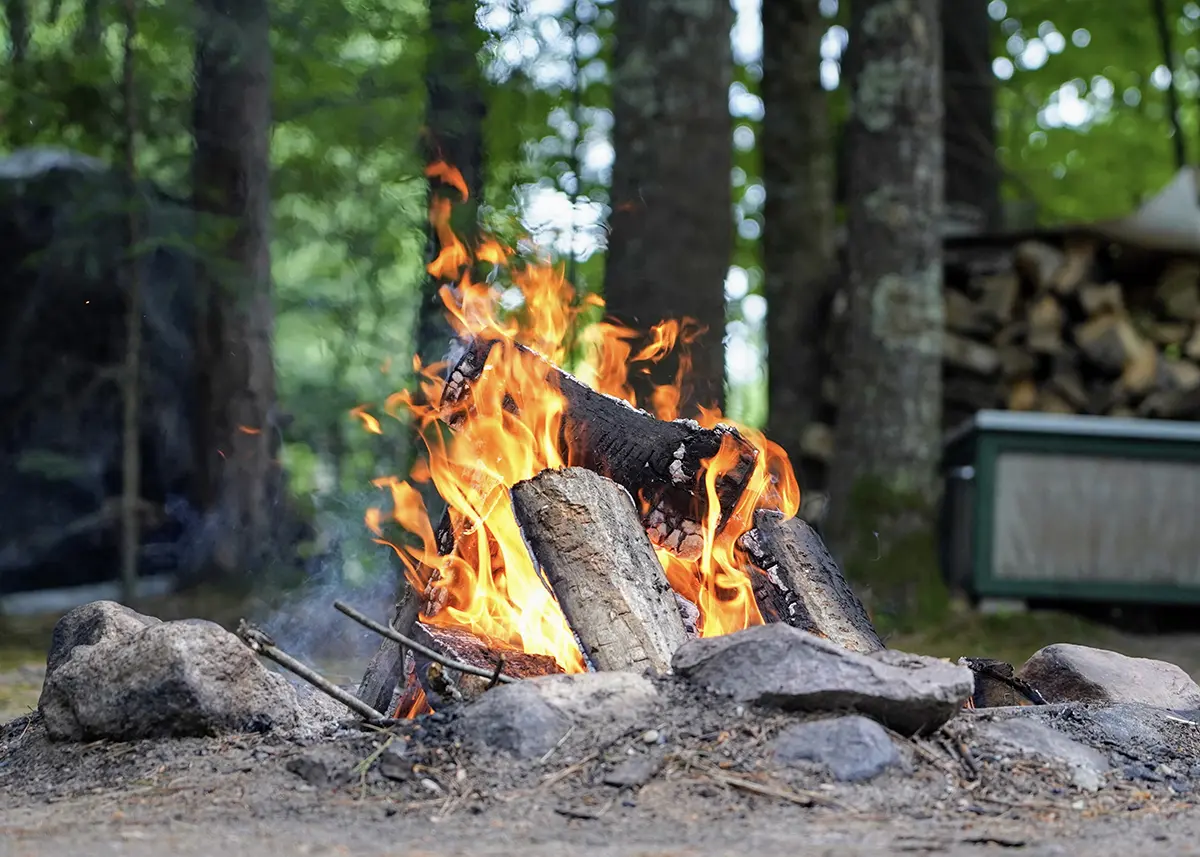 En brasa på marken ute i en grönskande skog.