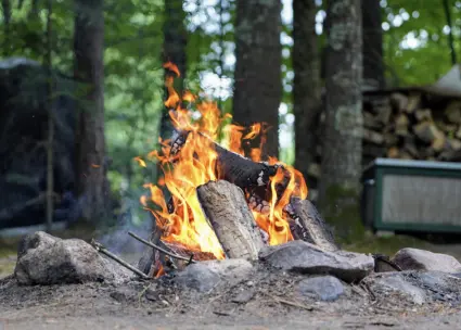 En brasa på marken ute i en grönskande skog.