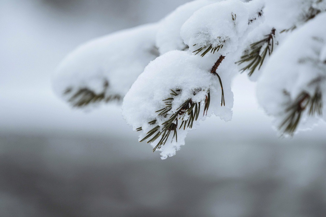 Närbild grankvist täckt med snö.