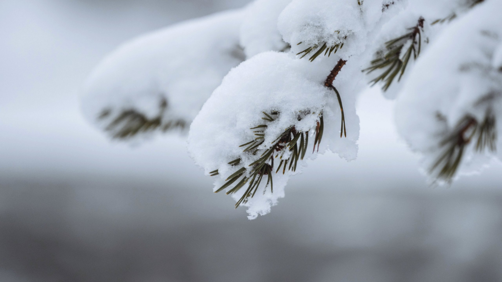 Närbild grankvist täckt med snö.