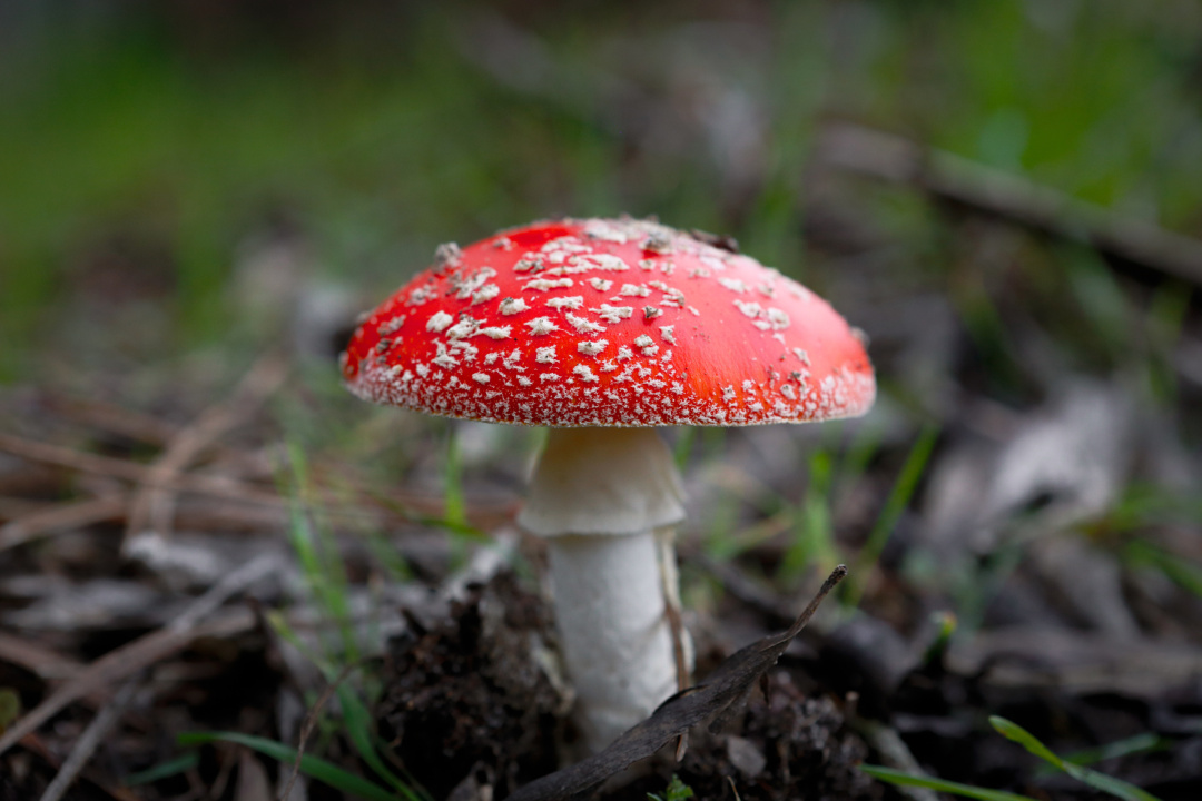 Röd svamp med vita prickar som växer i jorden.