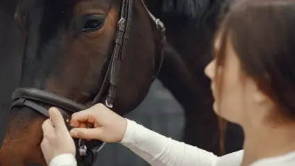 Flicka sätter på betsel på brun häst
