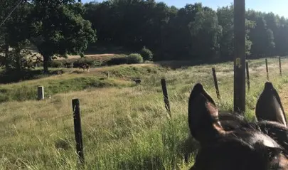 Häst som blickar ut mot ett inhägnat område med hjortar