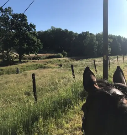 Häst som blickar ut mot ett inhägnat område med hjortar