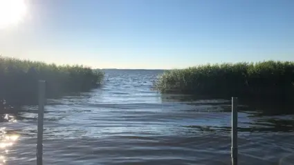 Sjö med vass