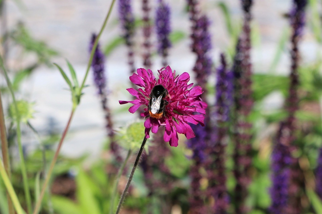 Humla och blomma på Gamla torg i Hörby