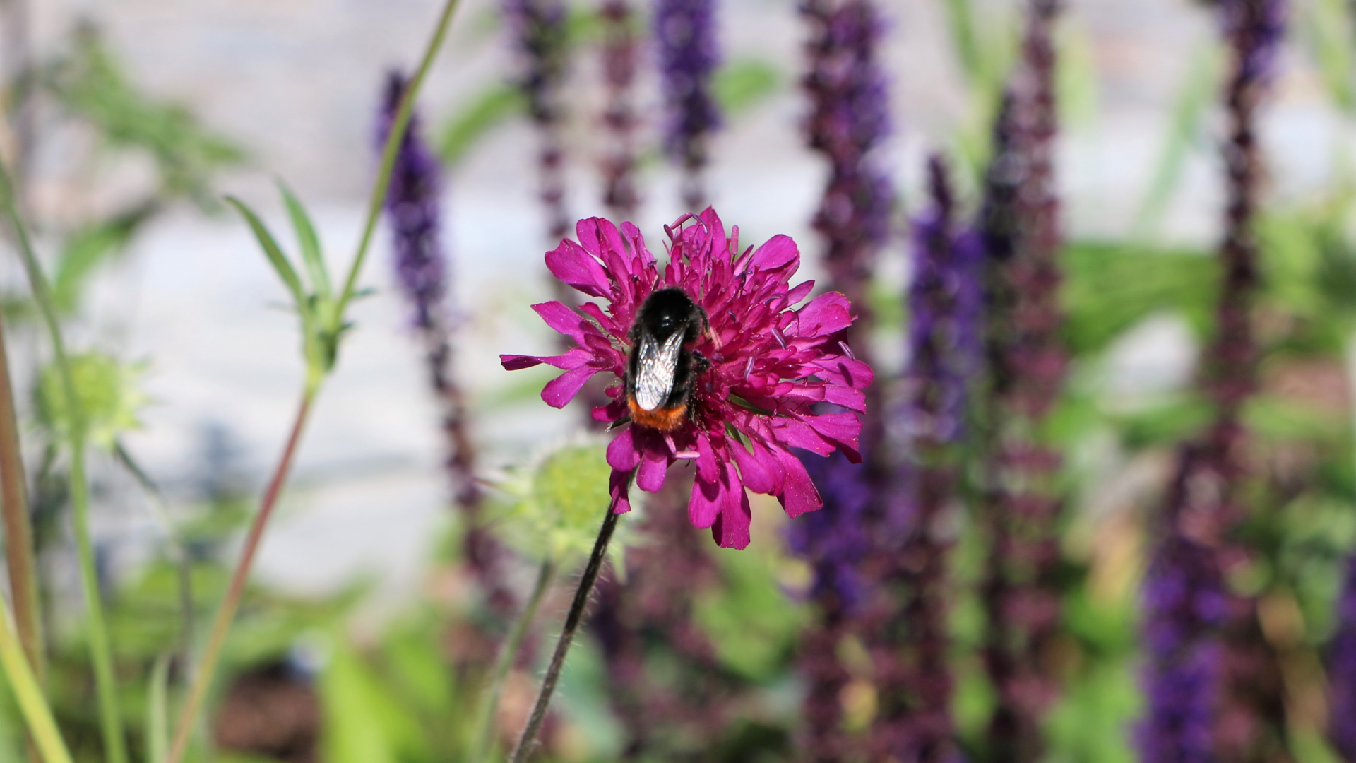 Humla och blomma på Gamla torg i Hörby
