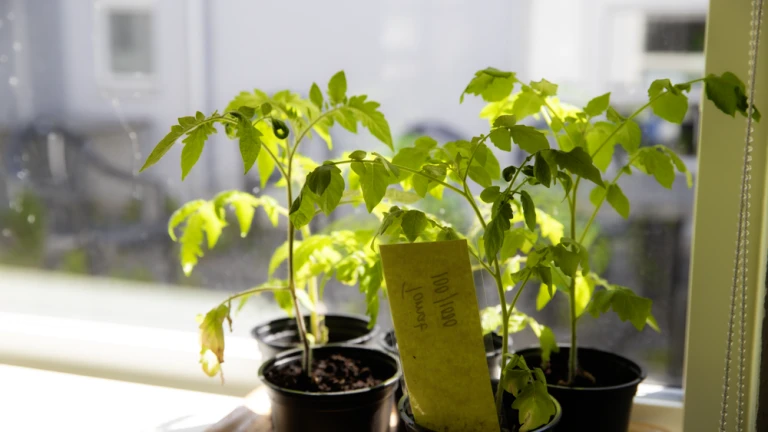 Närbild på tomatplantor i ett soligt fönster.