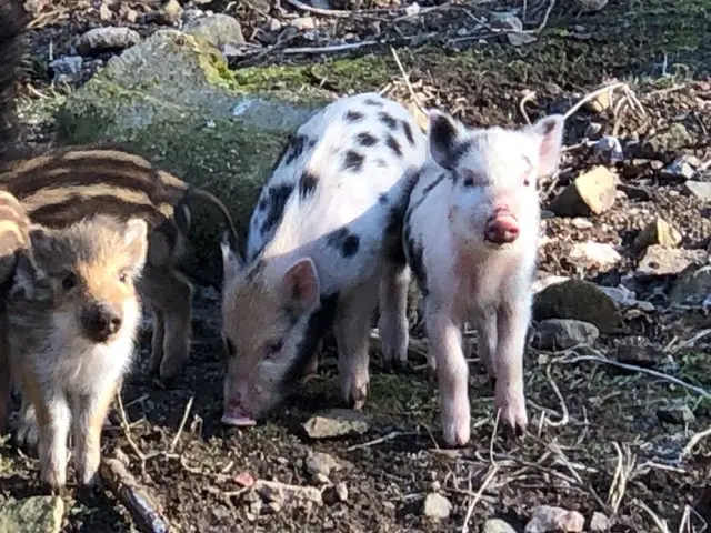 Skånes djurpark grisar