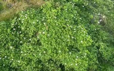 Blommor och grön växtlighet på marken