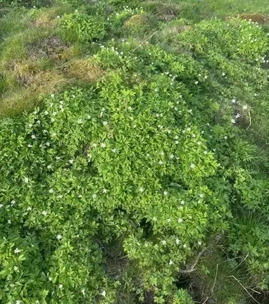 Blommor och grön växtlighet på marken