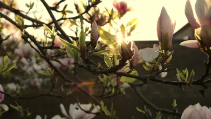 närbild på Magnoliaträd som blommar