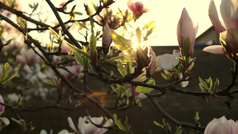 närbild på Magnoliaträd som blommar