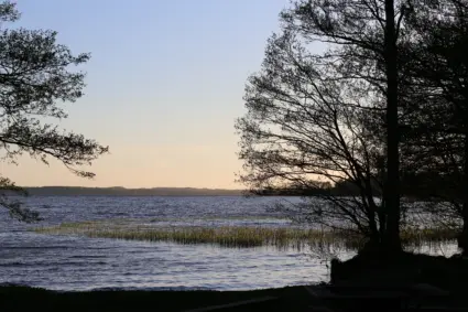 Foto: Kvällssol över Ringsjön med träd i förgrunden