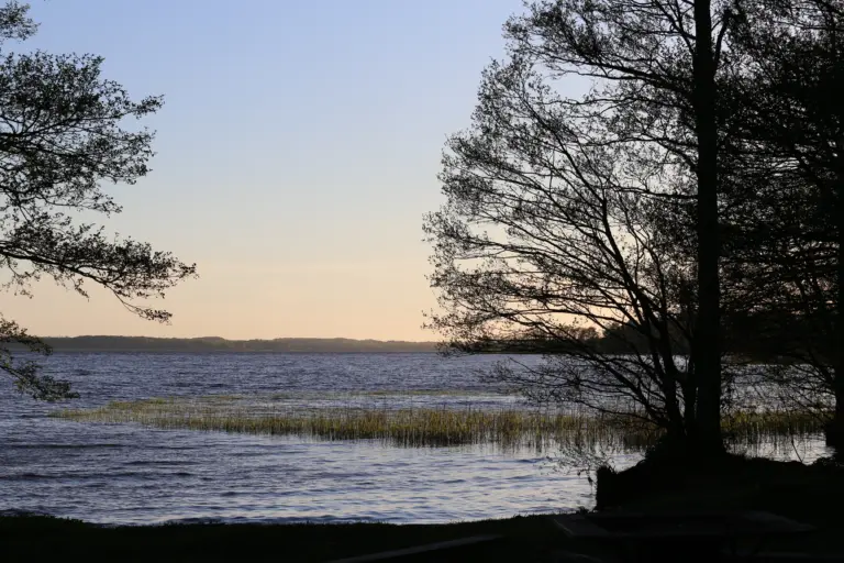Foto: Kvällssol över Ringsjön med träd i förgrunden