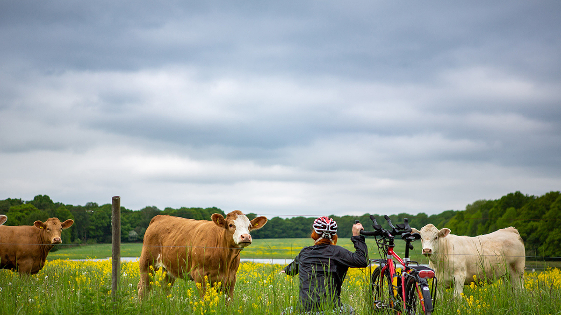 Person sitter på huk bredvid en cykel intill en kohage med kor i.