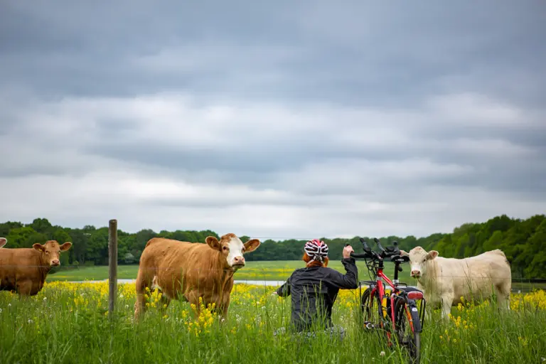 Person sitter på huk bredvid en cykel intill en kohage med kor i.