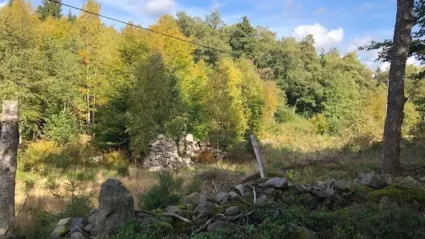 Stenbumligar i naturområde