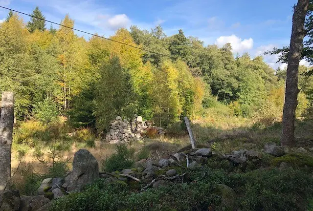 Stenbumligar i naturområde