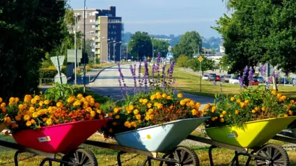 skotkärror med blommor som står utplacerade i en rondell