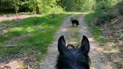 Häst som blickar mot en hund i skogen