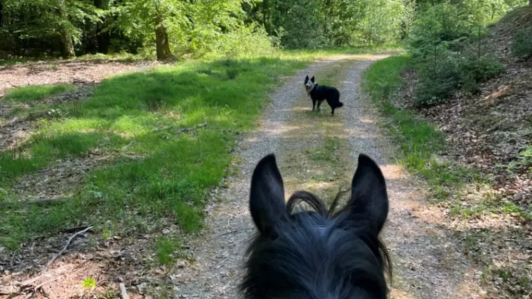 Häst som blickar mot en hund i skogen