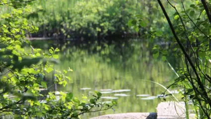 Sten i sjö med växtlighet runtomkring