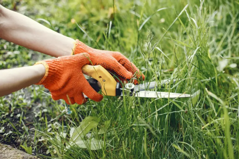 Närbild på händer som klipper lite gräs med en kantsax.