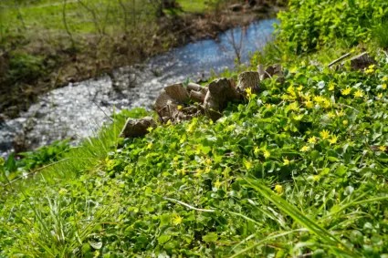 Svalört i vårsol. I bakgrunden syns Hörbyån.