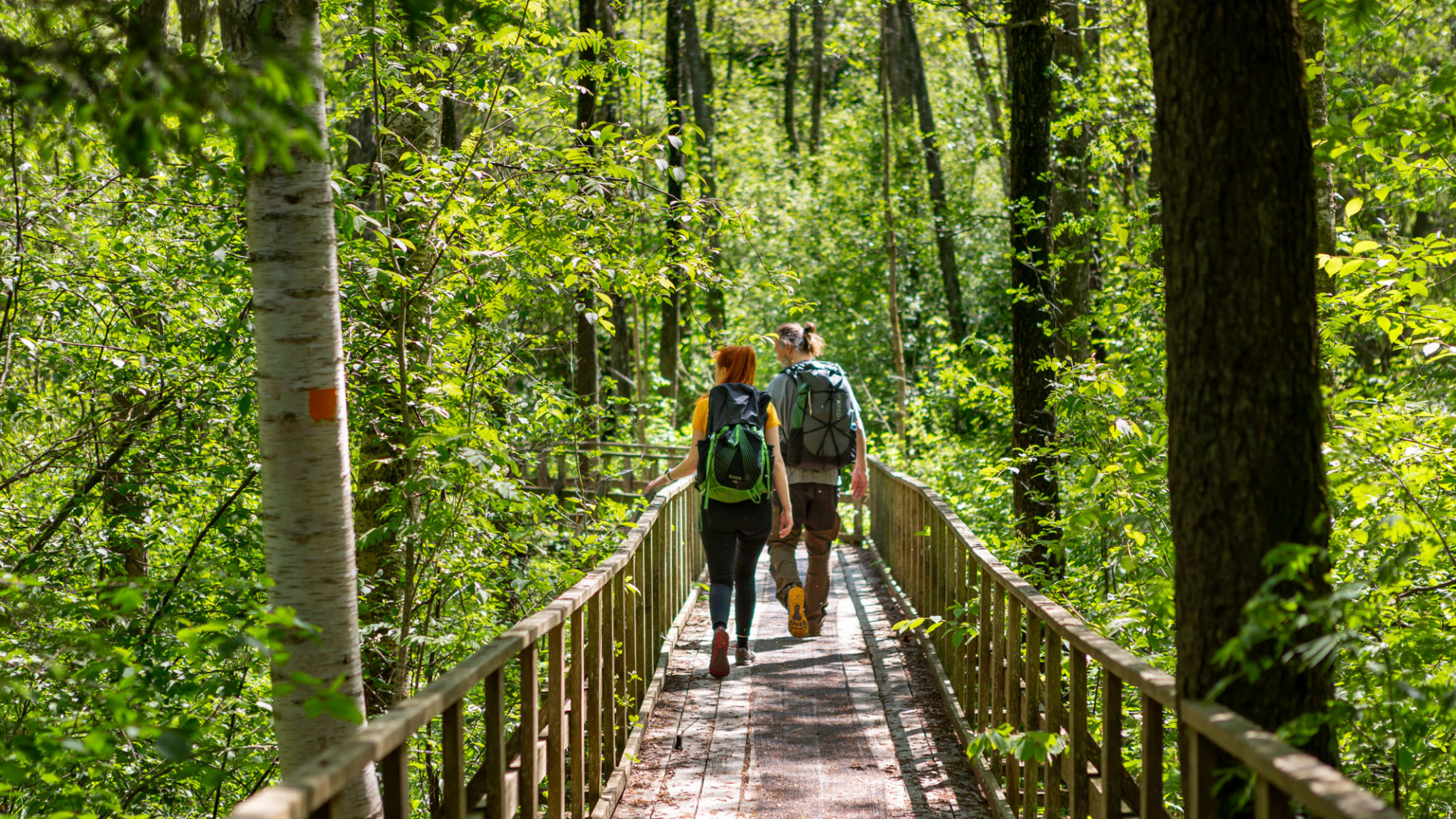 Två personer går på en bro i en grönskande skog.