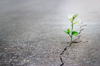 Blomma växer i en spricka i asfalt.